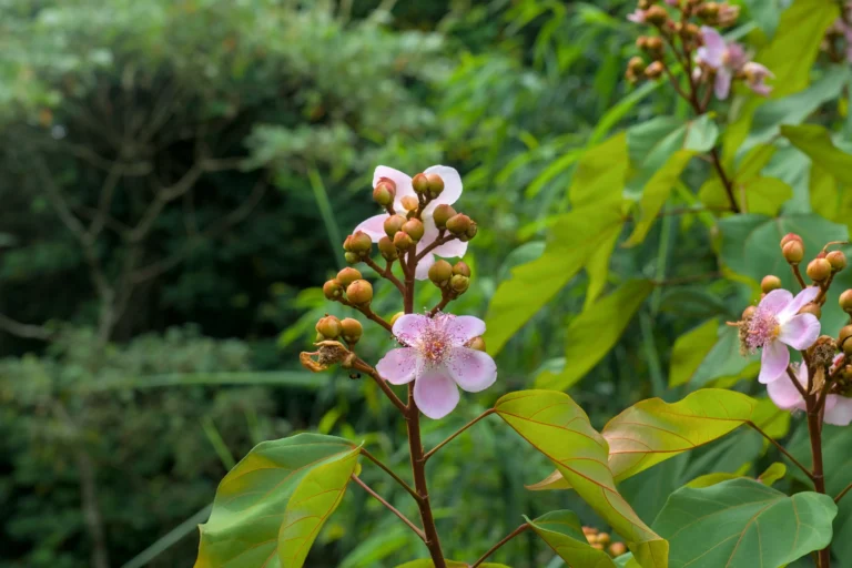 Parque Estadual da Serra da Concórdia II